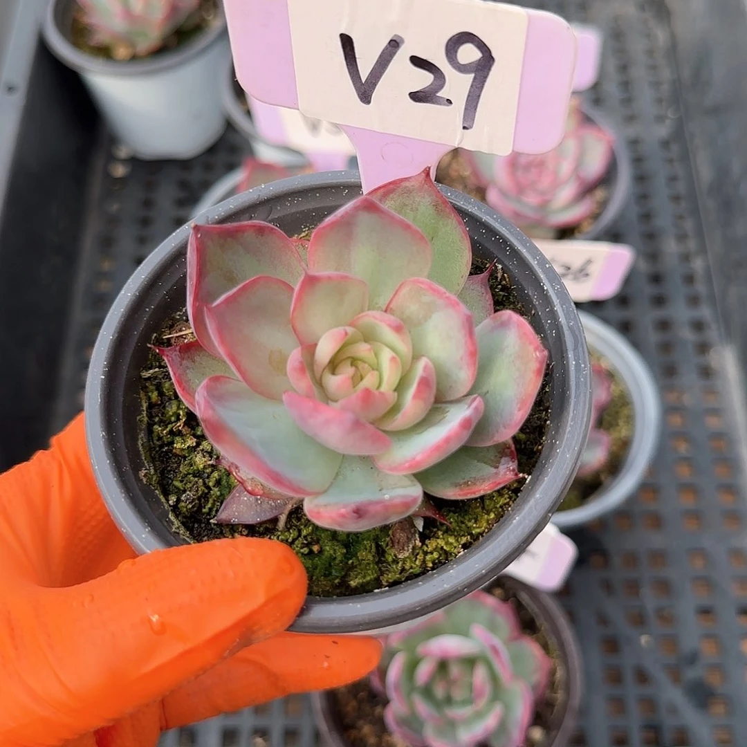 妄*V29惊鸿单头多肉