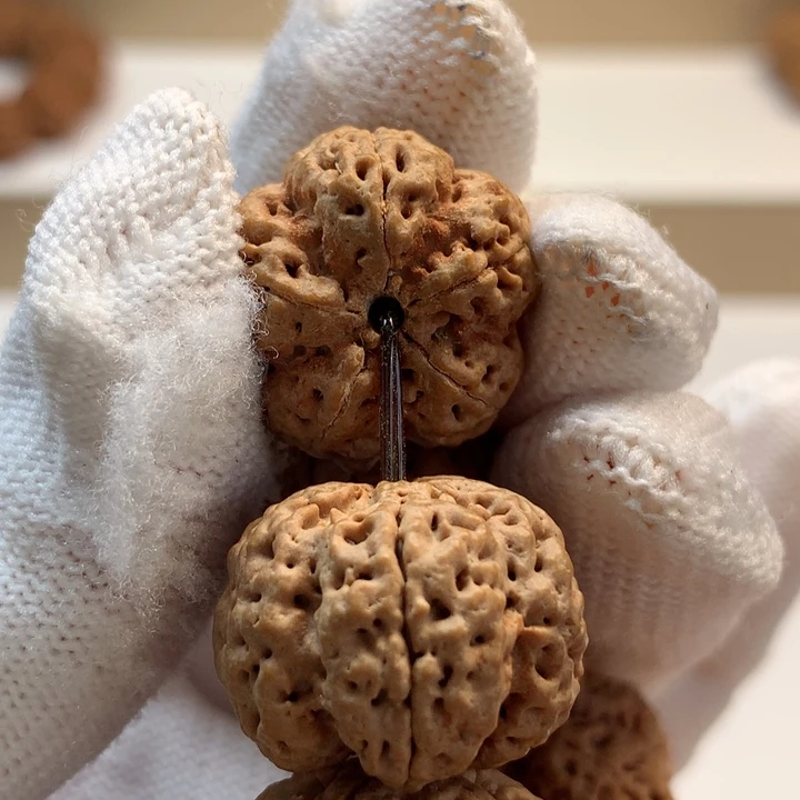 吊坠金刚菩提22尺寸龙牙梅花