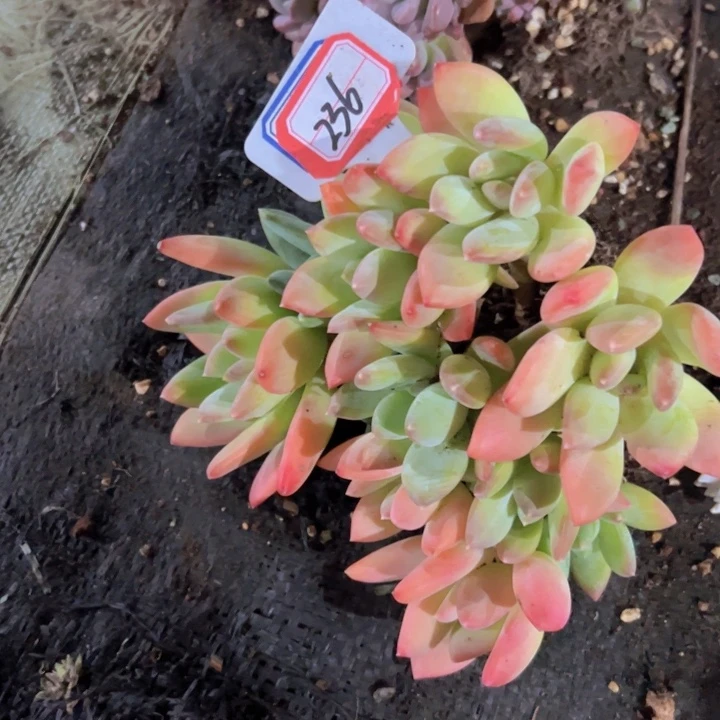 夏***军236海洋之星一物一拍32