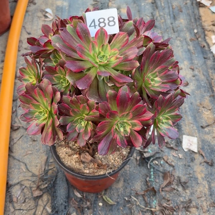 安娜多肉植物不包损488