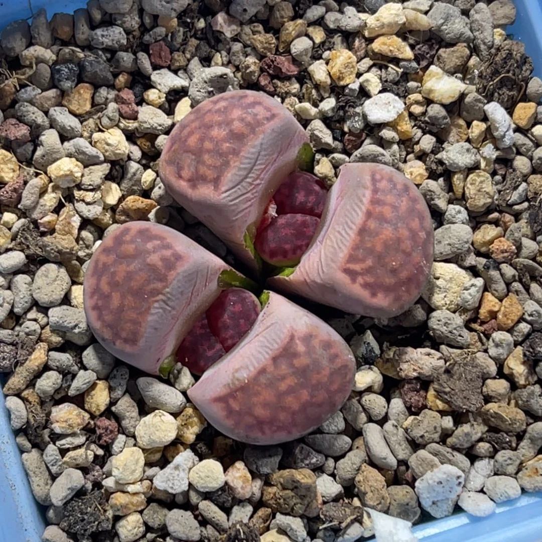 7321双头紫花纹1母本