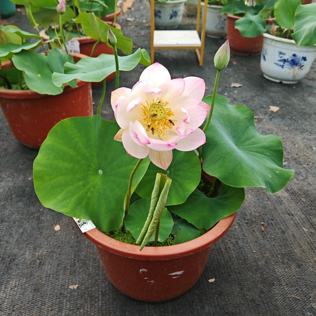 【沁雅花缘】精品荷花盆栽中小型观赏荷花池塘原盆原土带花苞发货