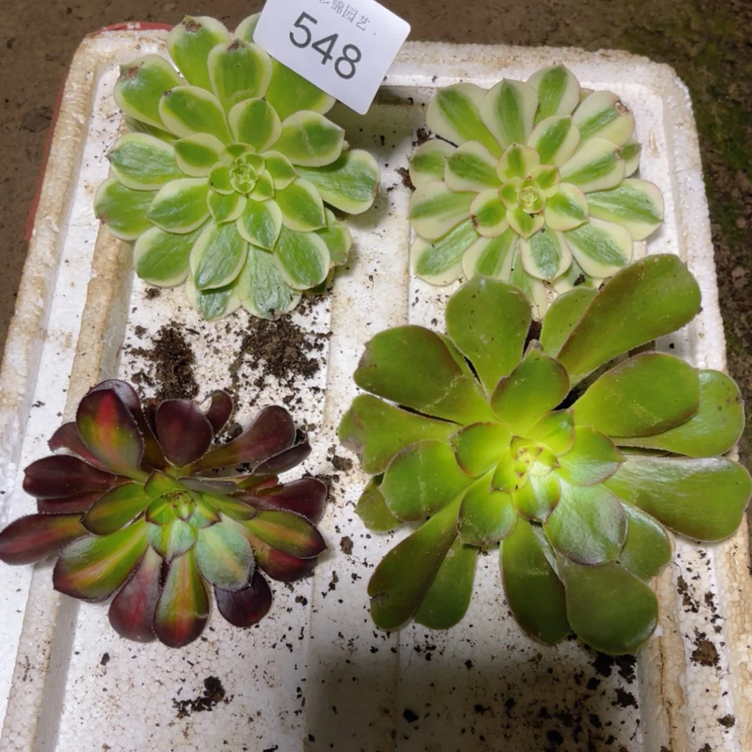 548法师锦多肉组合4颗