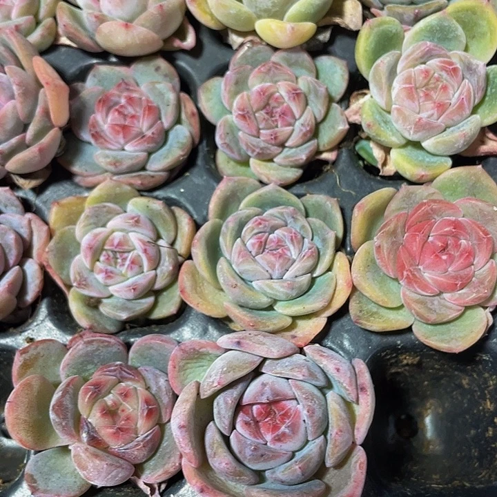 小粉水晶杂1.5带土