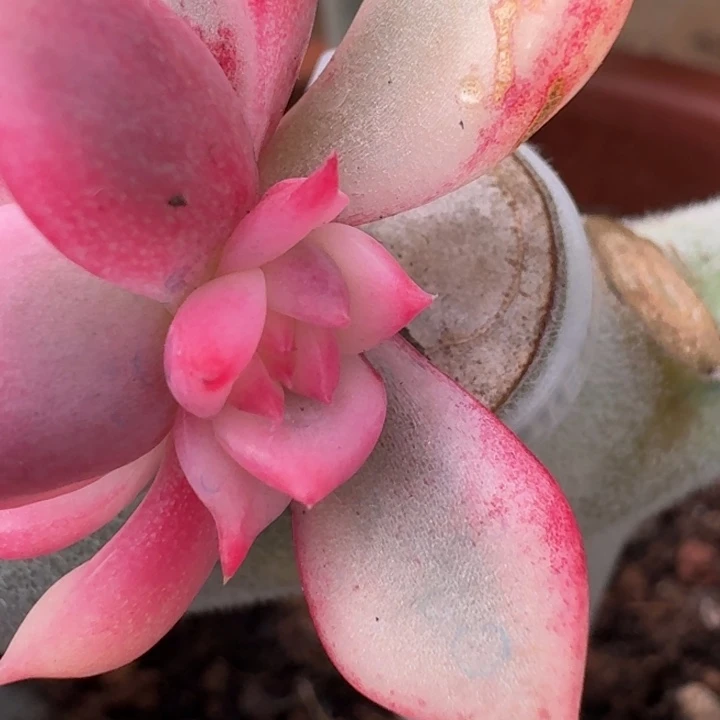 红颜蜜语侧芽一物一拍