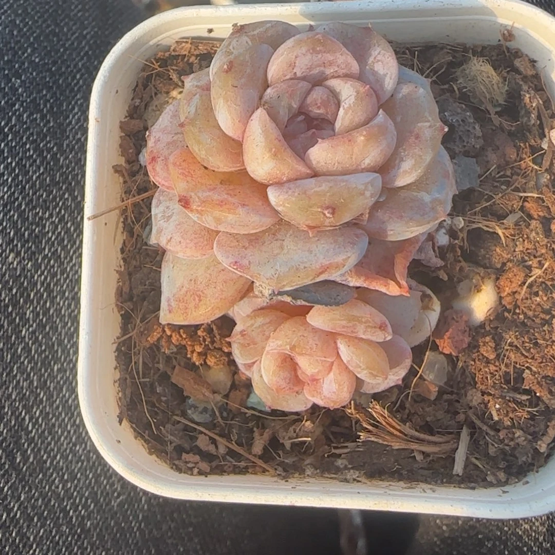 小卡拉米糖心一物一拍