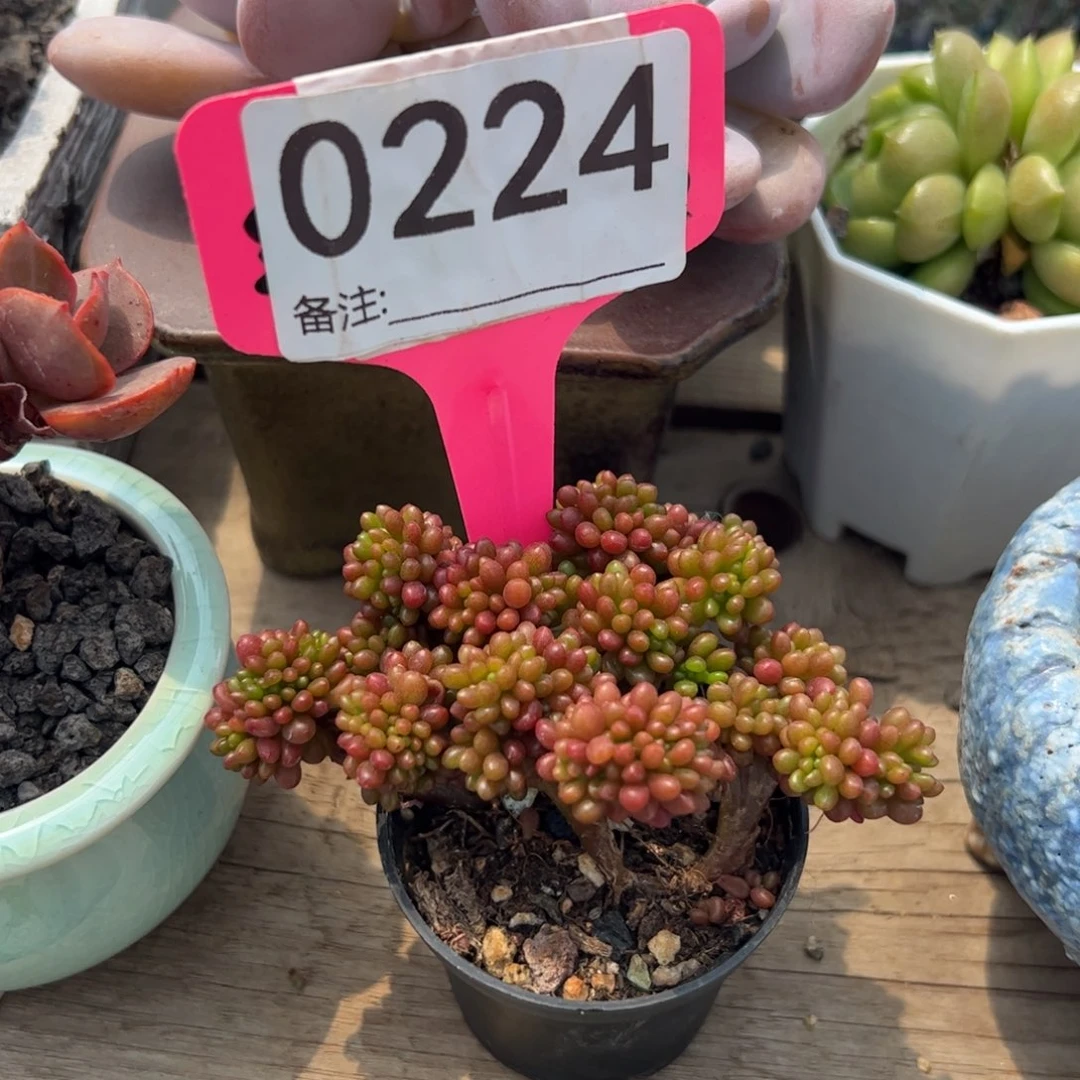 多肉植物浆果缀化