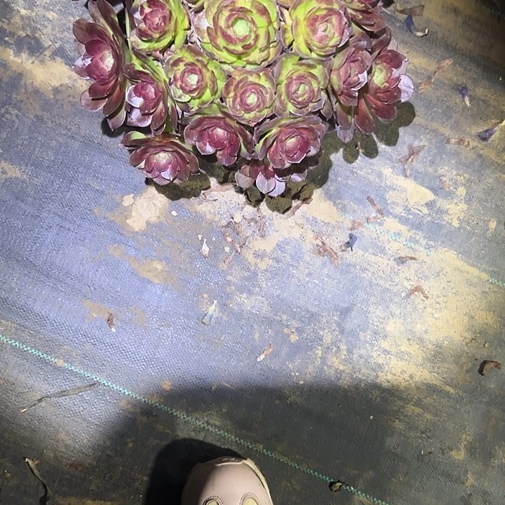 法师链接不售后116