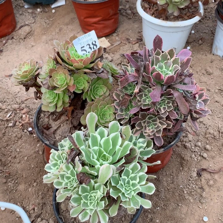 538白凤➕金丝雀➕万圣同1