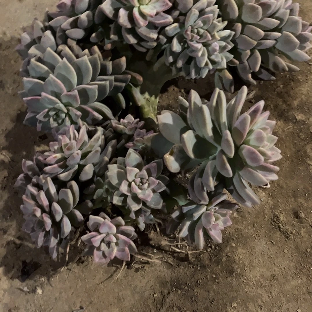 *****10号淡雪缀化一物一色拍