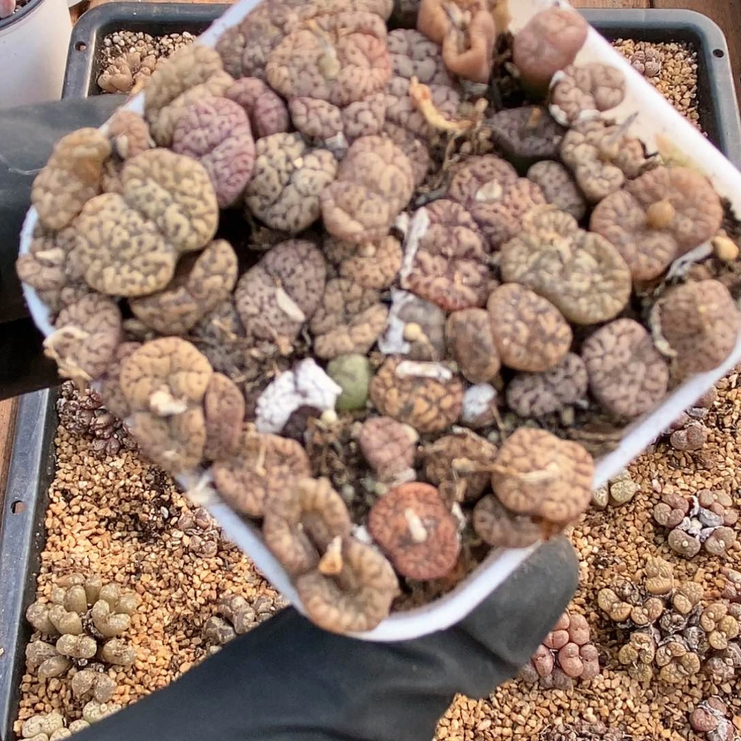 网****万桃喜花园0115-12勋章切糕