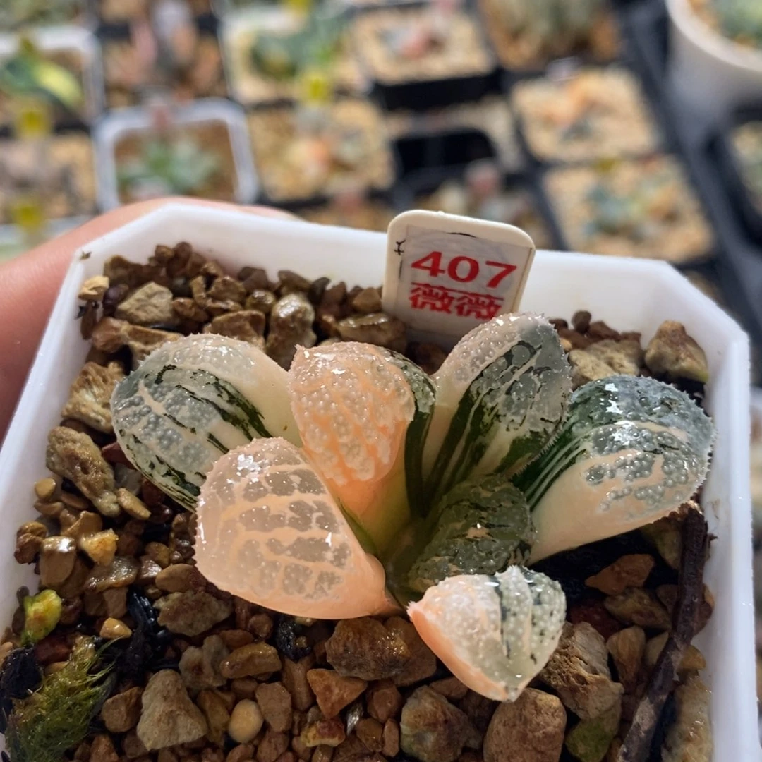 407魔多十二卷多肉植物