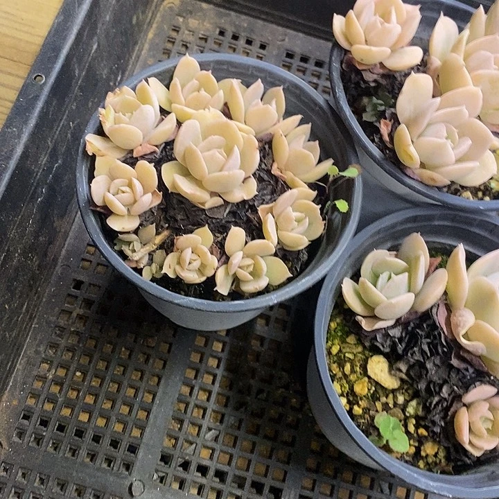 粉蝶福利多多去拍