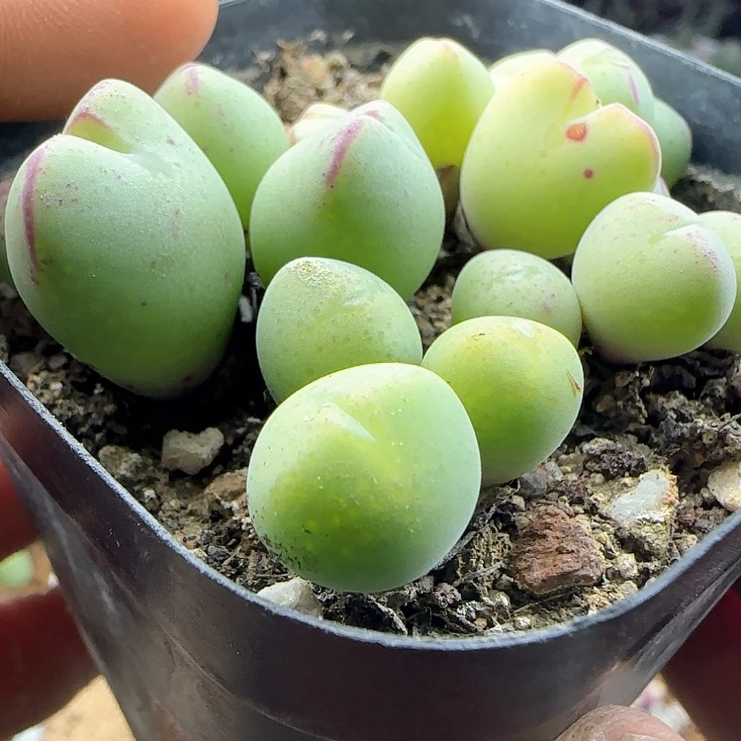 b****u脱土发货28包邮25843