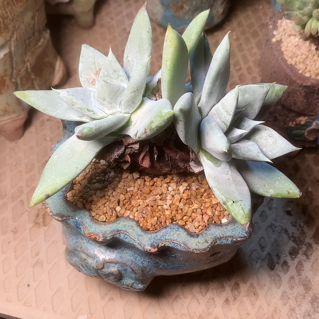 1902赛丽娜仙女杯多肉