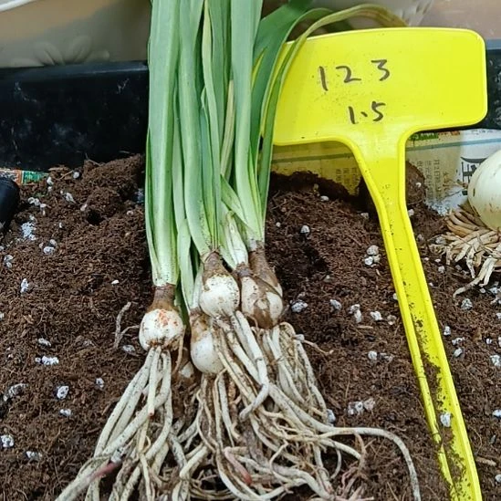 L***在无花朵123/1+发8个