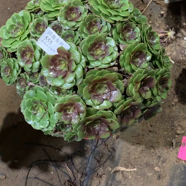 555万圣节多肉植物特价