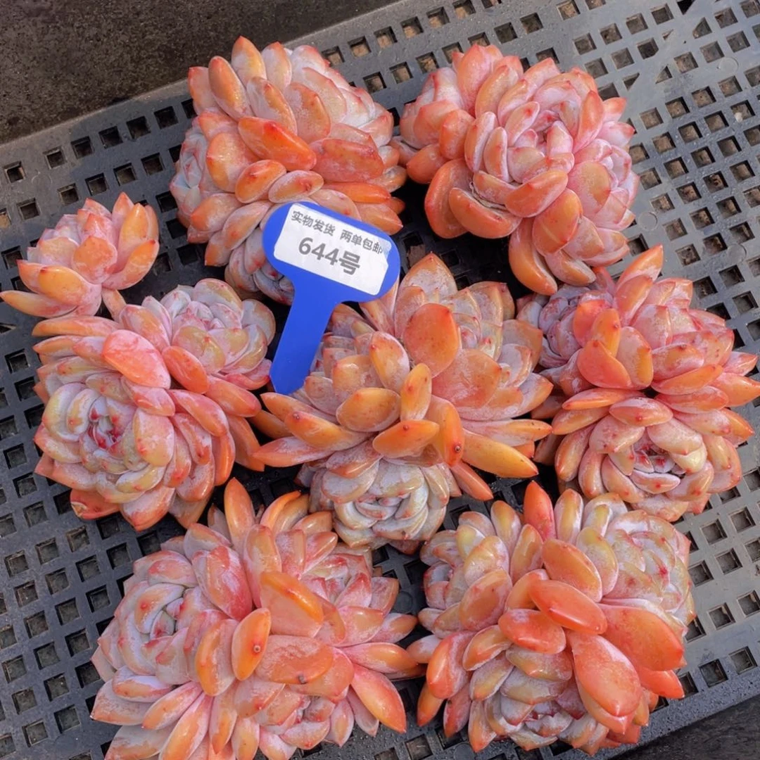 644号石榴籽梦露母本大群生老桩一个