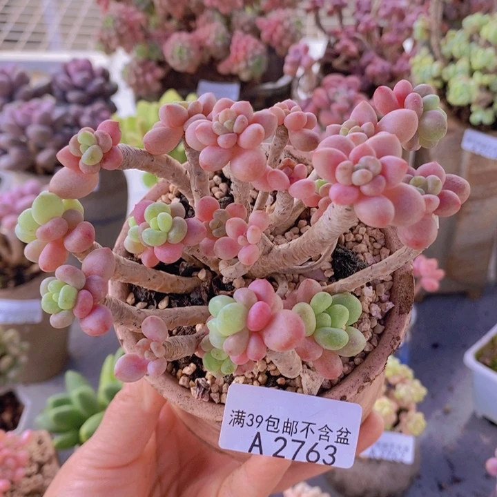 鱼子酱老桩有掉叶11cm2763多肉酱