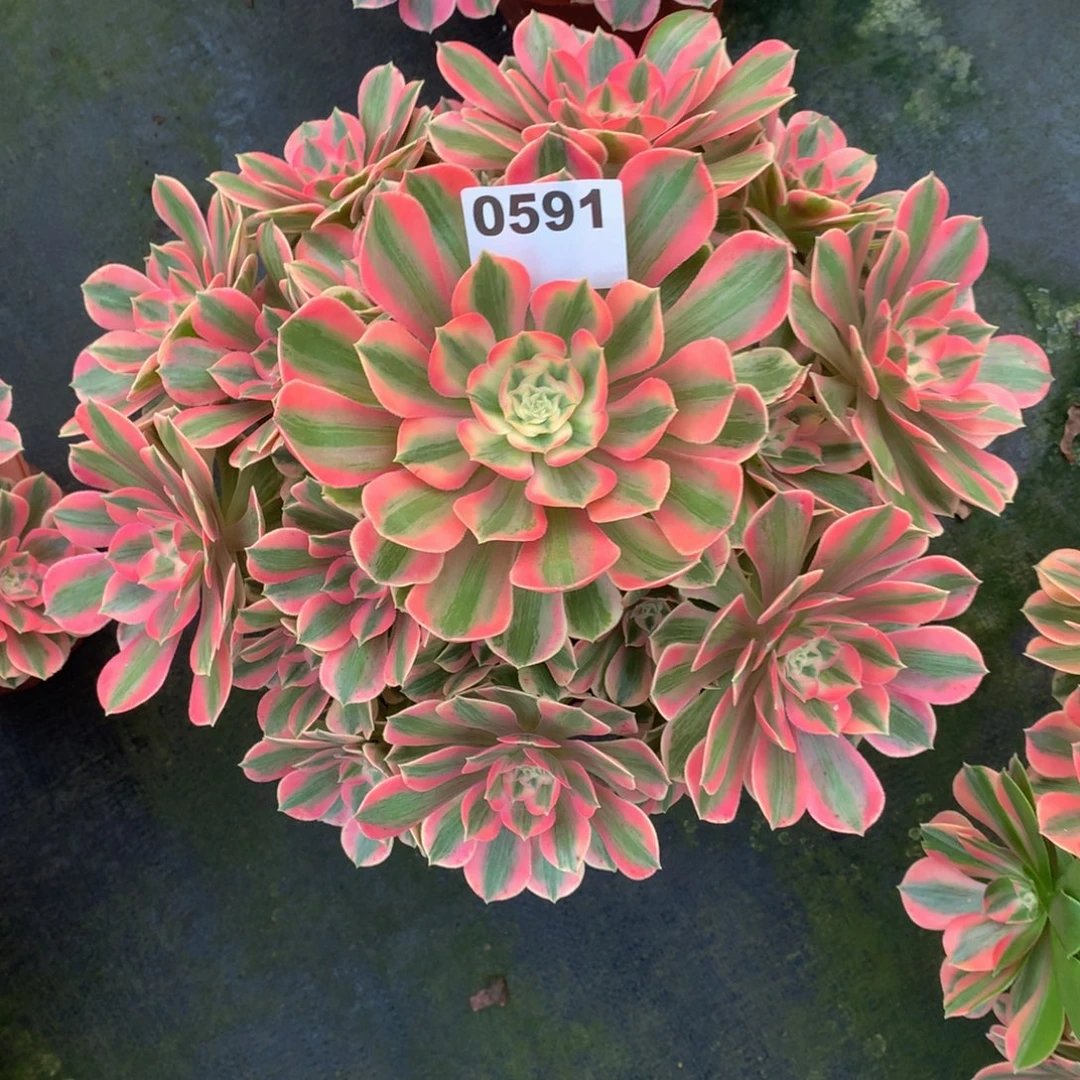 粉女妖591法师多肉植物80000000