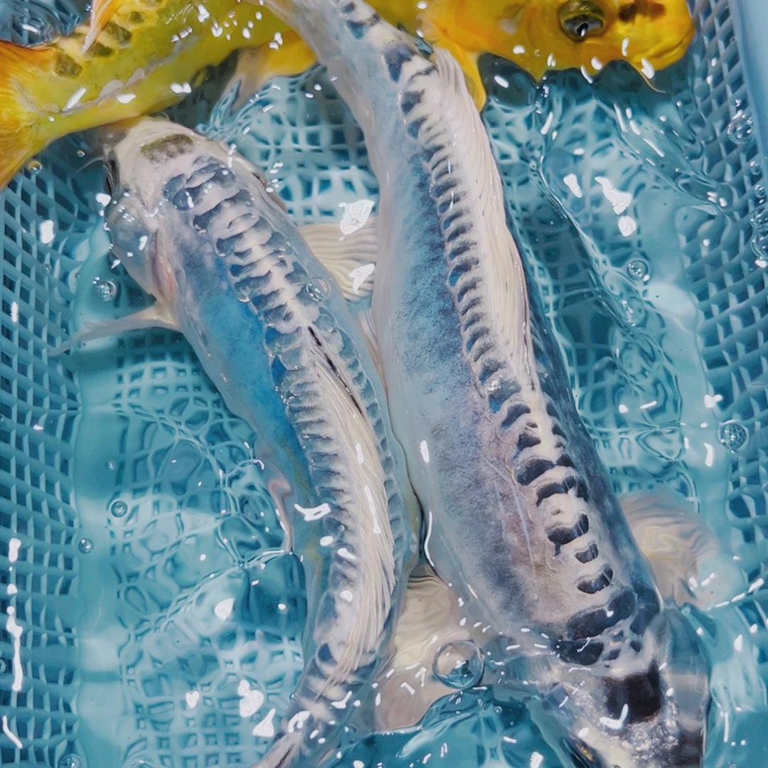 锦鲤锦鲤冷水观赏