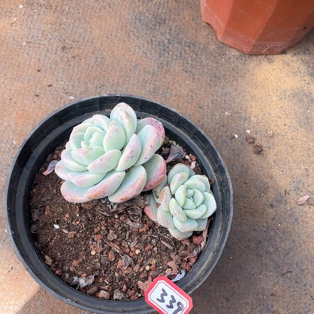 339冰玉一物一拍多肉