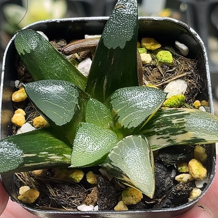 178大型克锦头家多肉十二卷