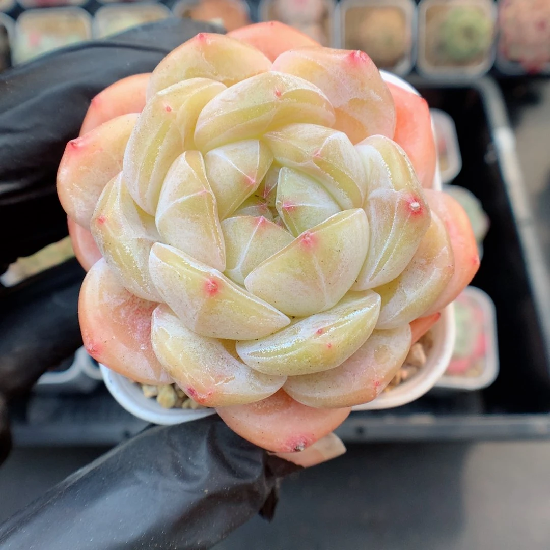 多肉植物。 糖心51