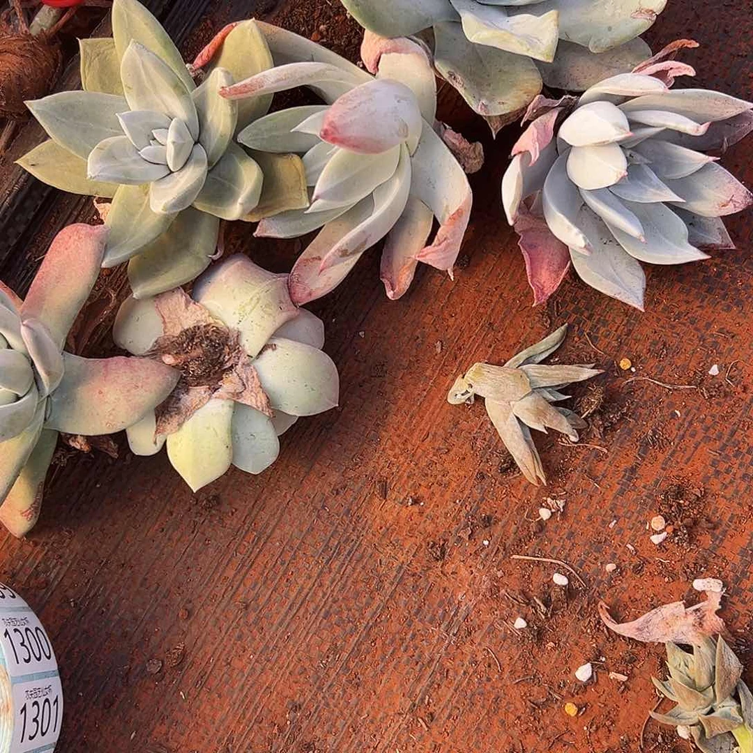 浅***唇仙女杯多肉杂交品种