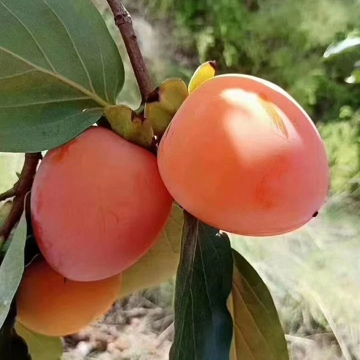 陕西富平大尖柿富平尖柿新鲜当季脆软多汁香甜产地发货