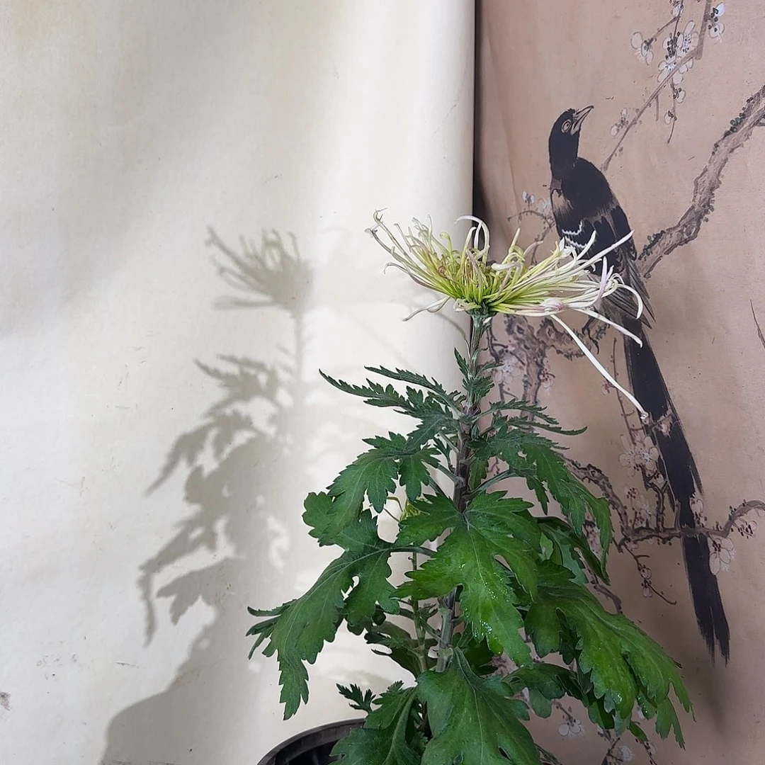 全部花朵T333333333