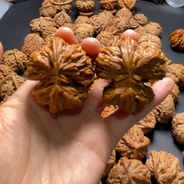 白狮子挂角46尺寸核桃哈哈哈哈哈哈哈哈哈