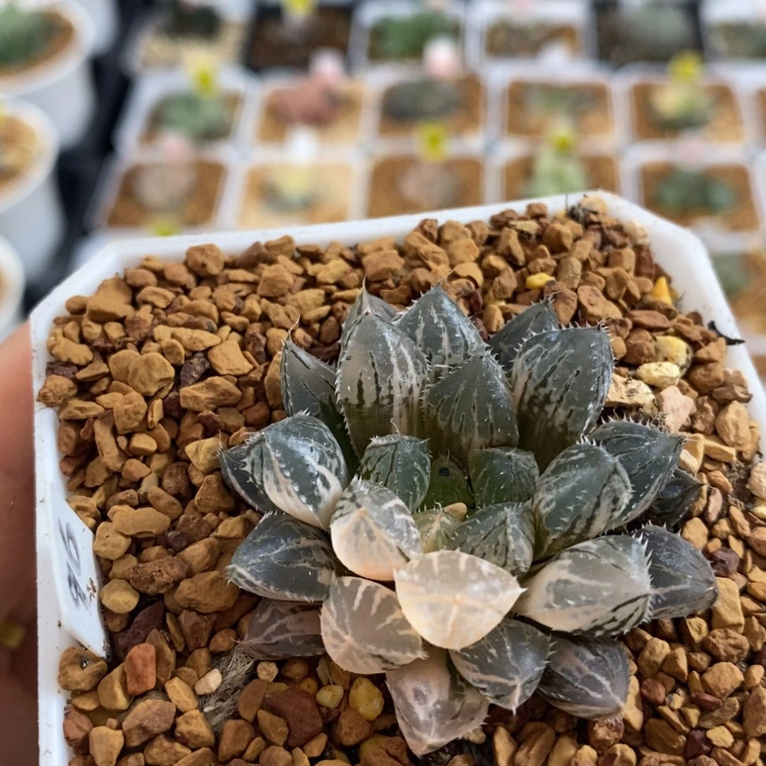 96楼兰十二卷多肉植物