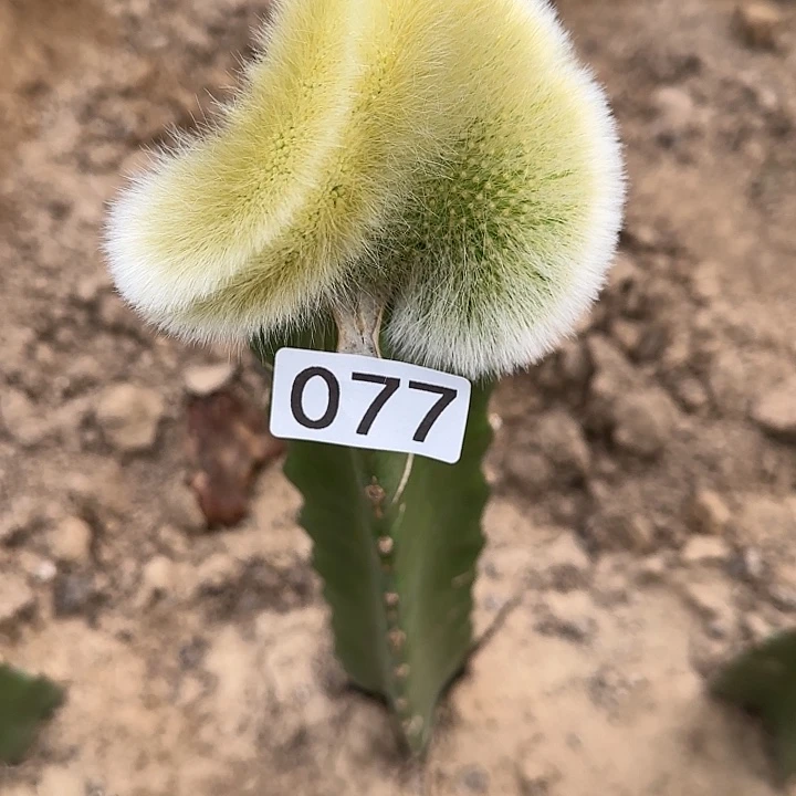 巧****）九尾狐缀化077