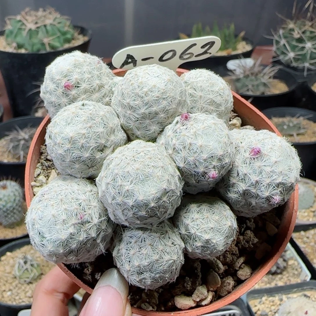 萝卜根姬春星多肉