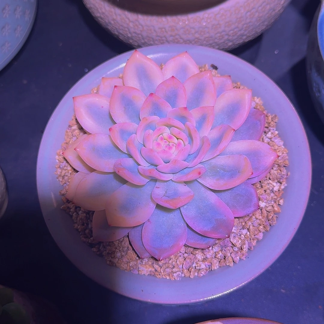 橙梦露 宽锦  一物一拍