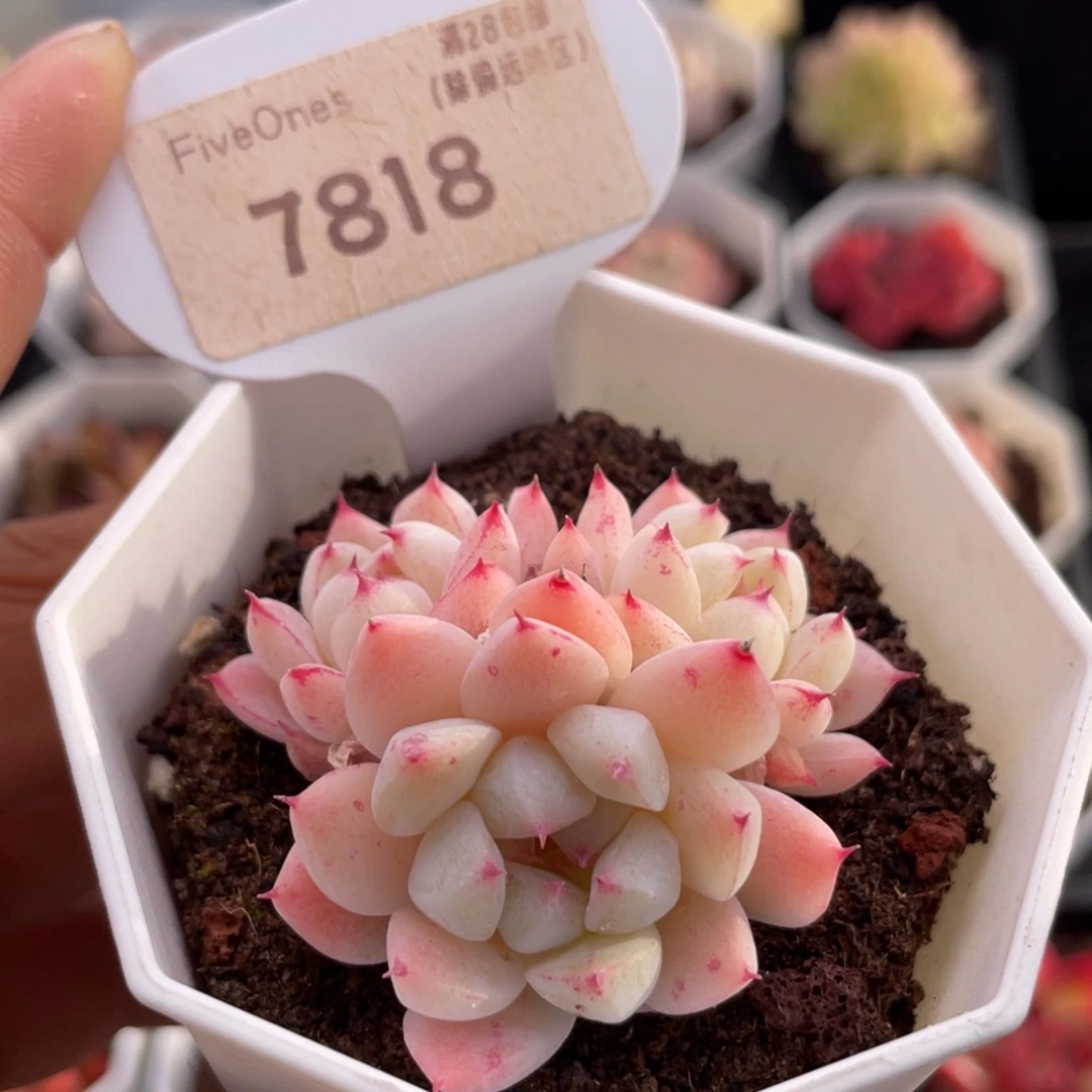 如梦令7818-4.5厘米