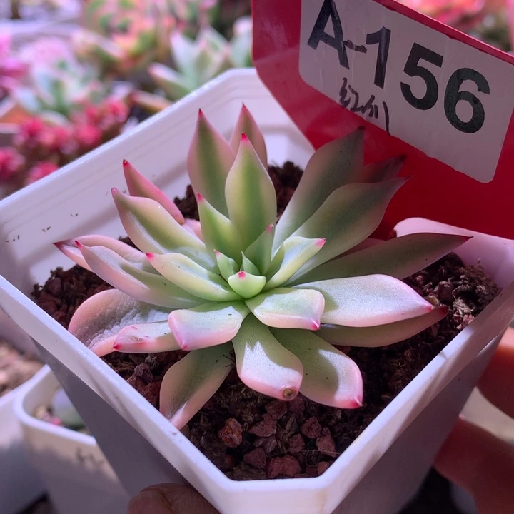 红爪覆轮锦有根有