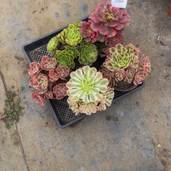 陌***开7204，手捧花5颗包邮