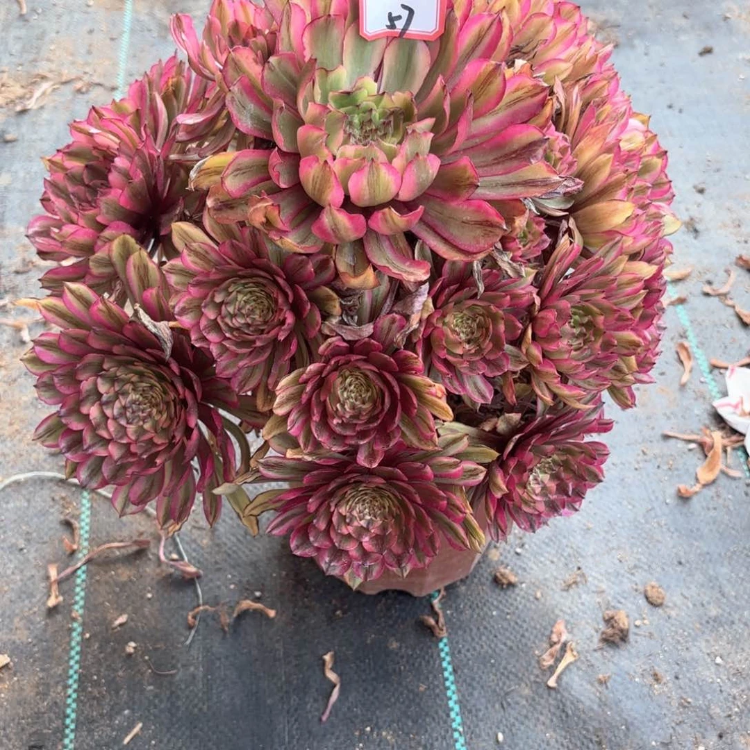 无花朵57仙子多肉植物