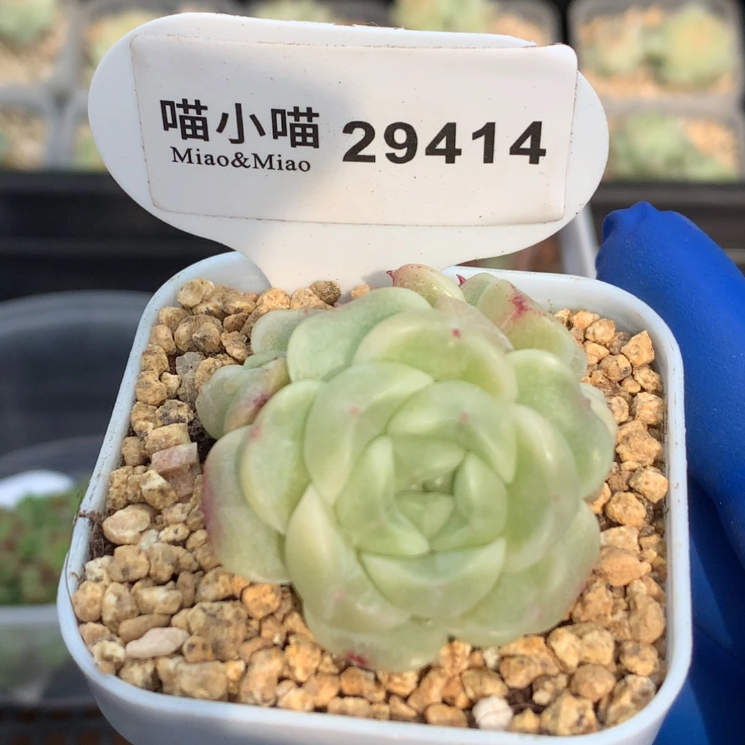 多肉植物杂交珍妮