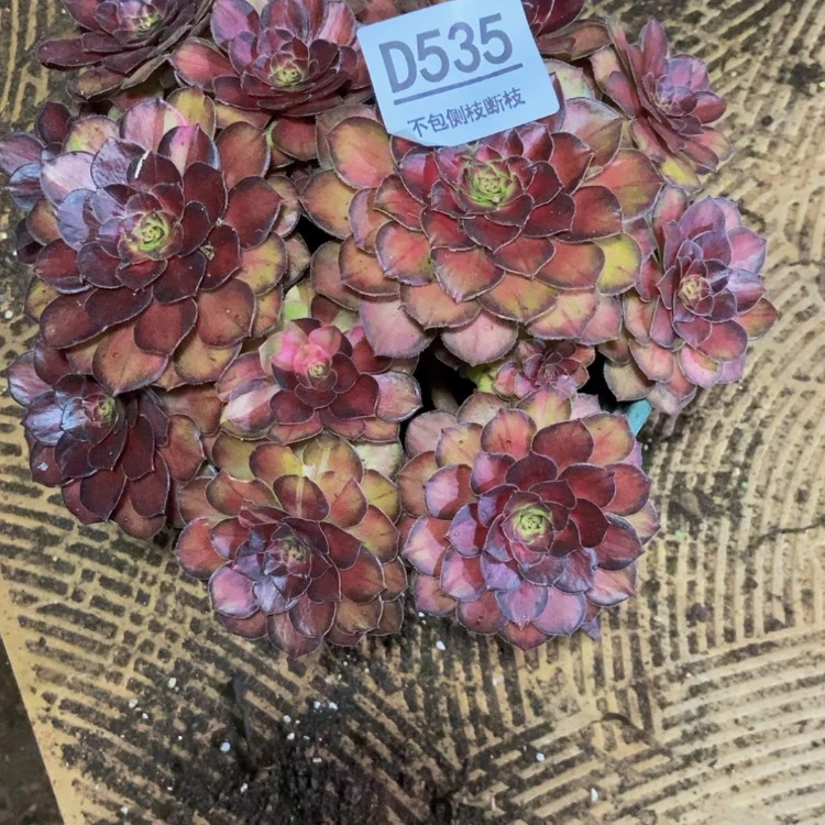 【闪购商品】优*535有瑕疵锦鲤多肉