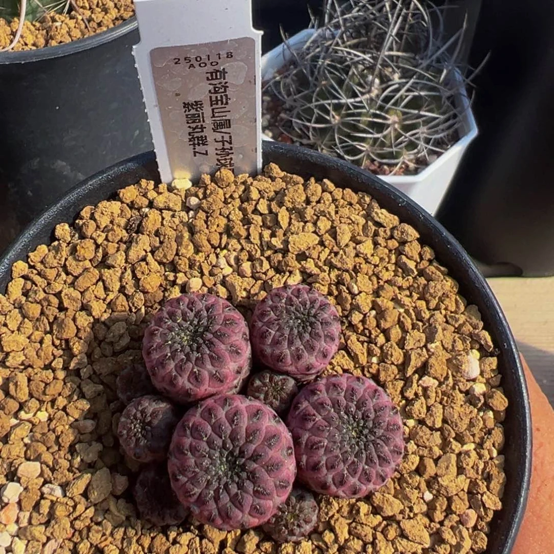 紫丽丸多肉植物带盆土
