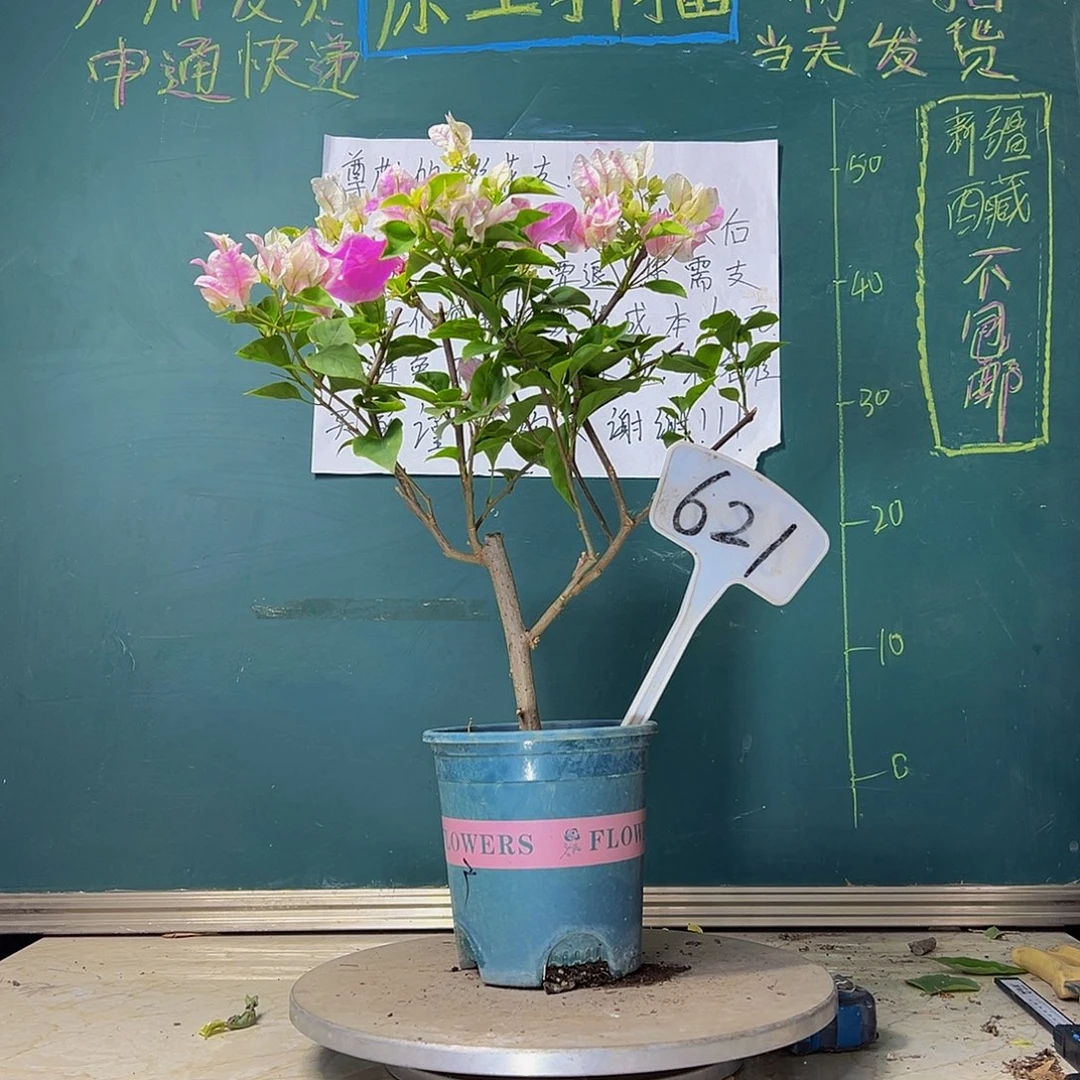 当前无花栽培后可以开花广红樱621