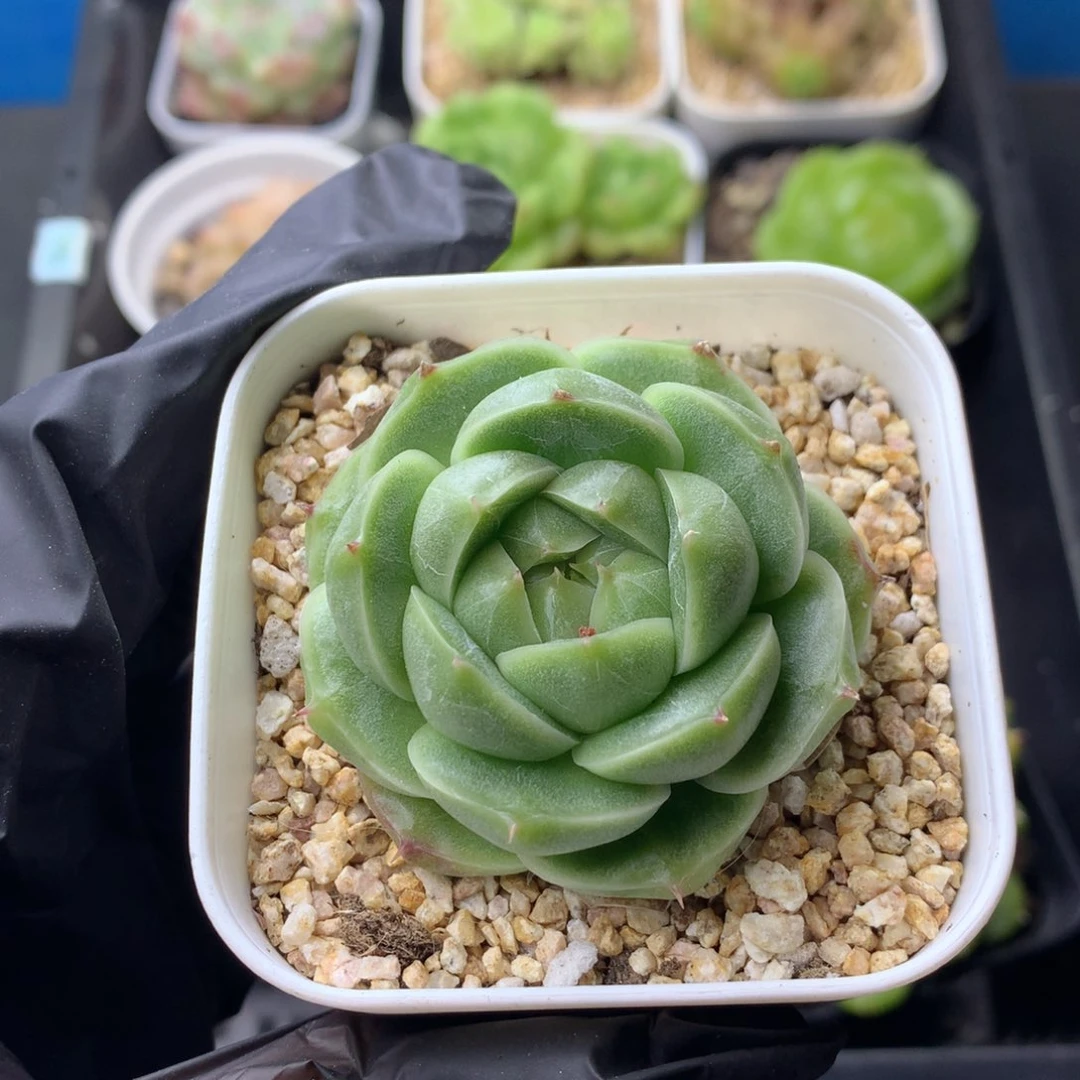 58包邮  群生不包整 97
