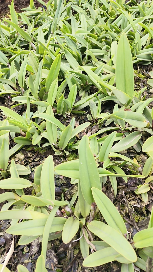 卡特兰粉色玛西玛朱顶红绿植兰花卡特兰花盆栽