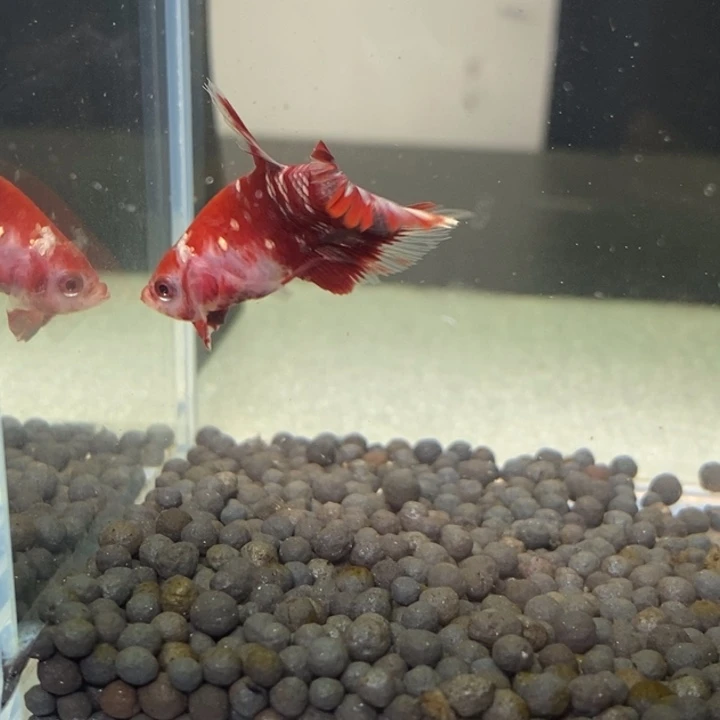 斗鱼泰国斗鱼380号