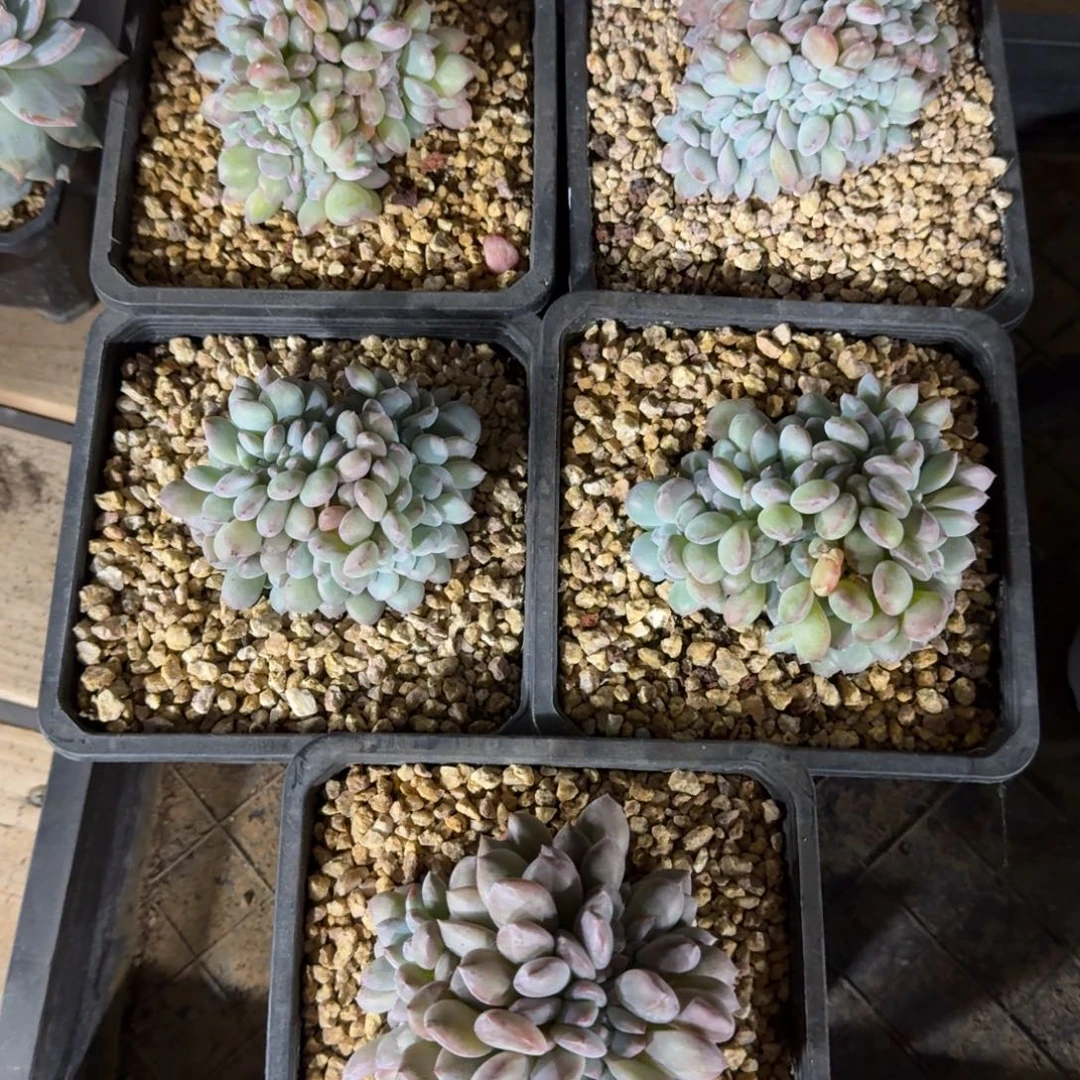 一物一拍星影缀化5颗一起