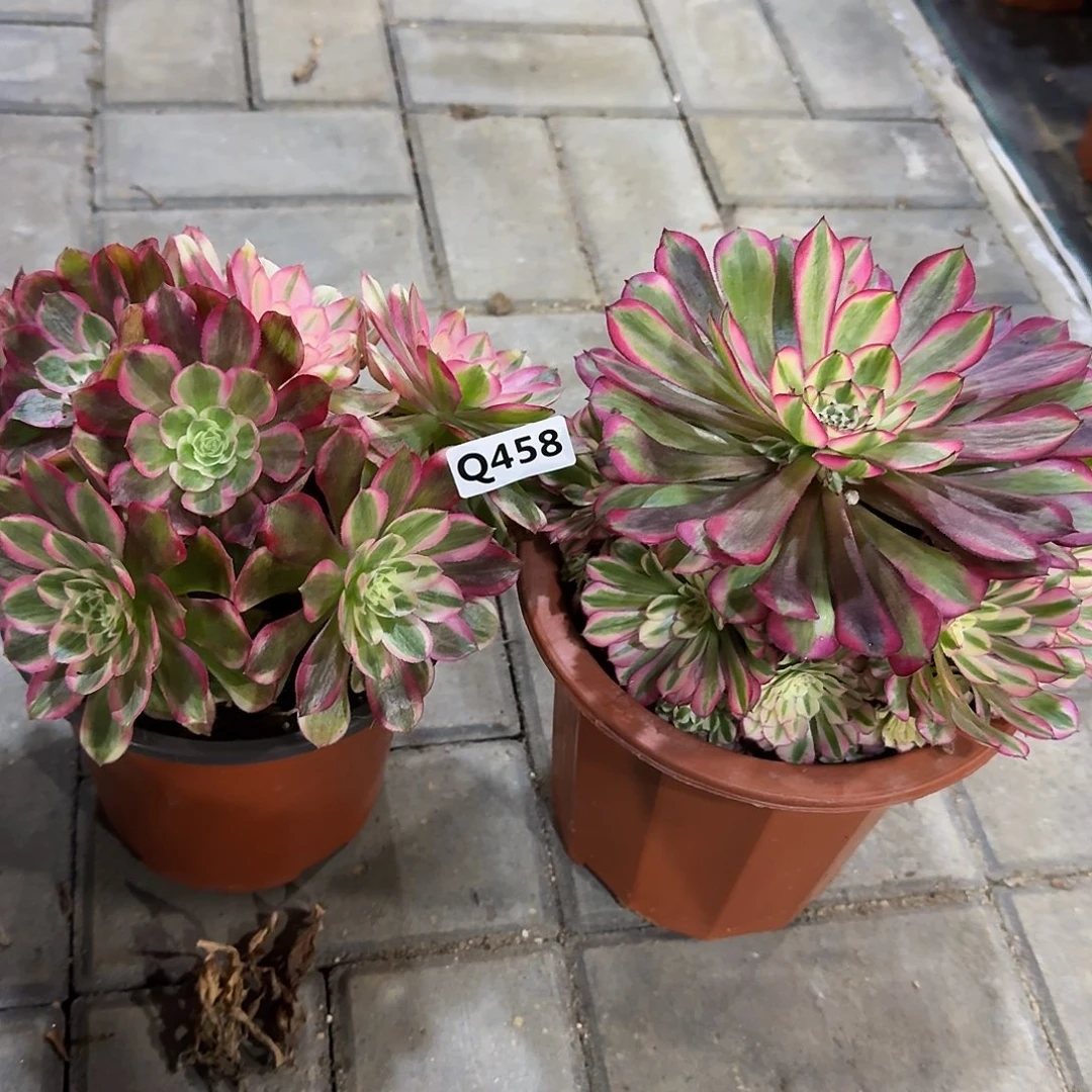 清****物458红铜白孔雀翎44冠服17.8左右