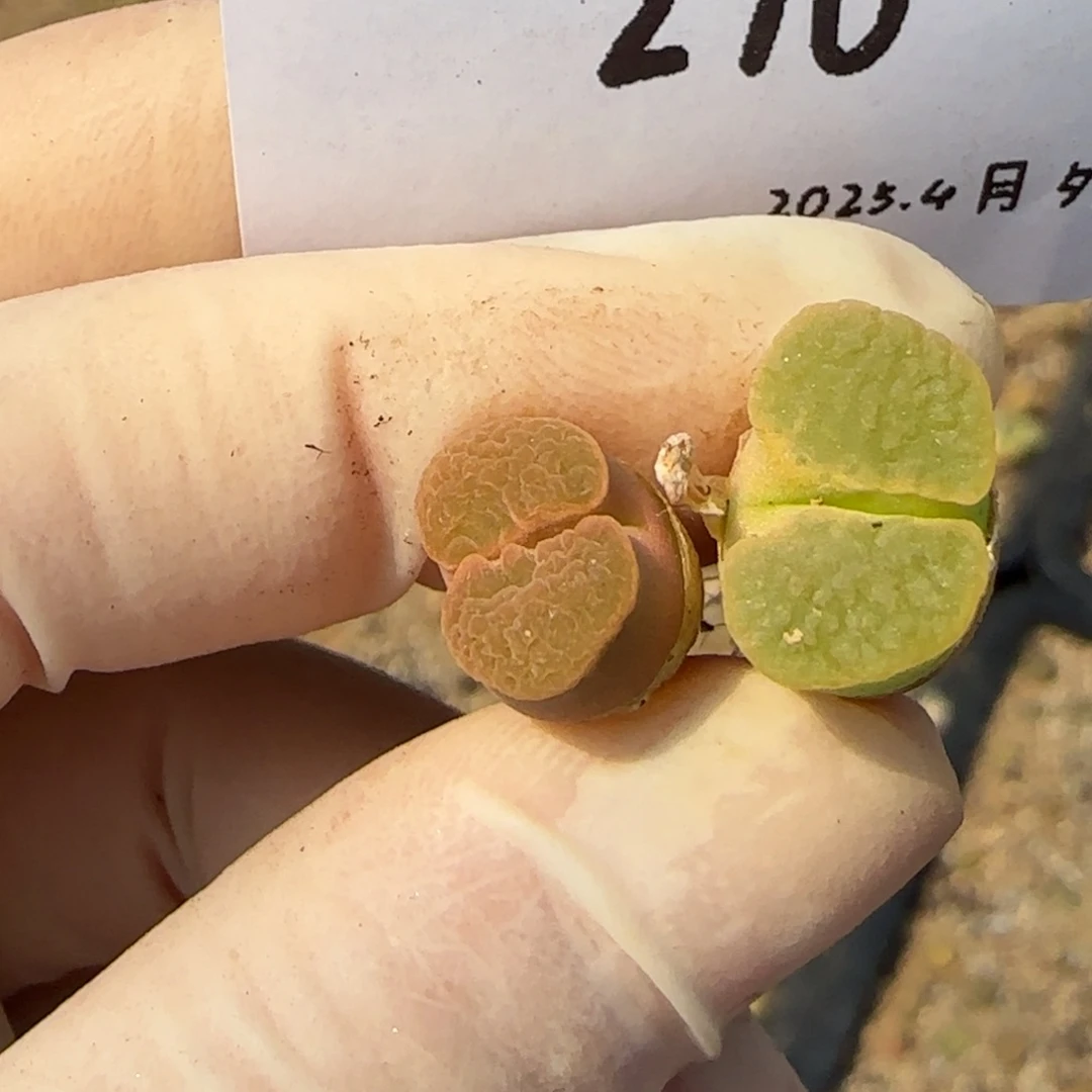 颖*儿多肉多肉多肉4-270